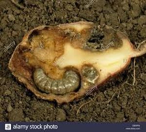 uploads/images/pest/potato caterpillar.jpg